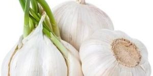 Fresh Garlic