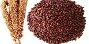 Finger Millet Seeds