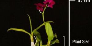 Popper Red Dwarf Orchid Plant