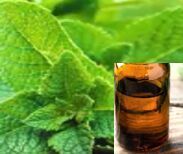 Peppermint Oil