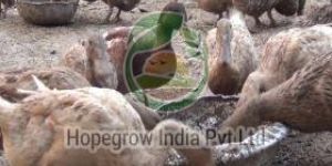 Duck Farming Services