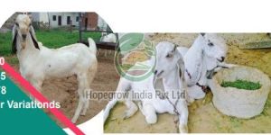 Live Jamunapari Goat