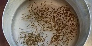 Grass Carp Fish Seed