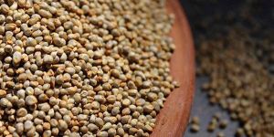Pearl Millet
