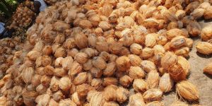 Fully Husked Coconut