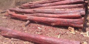 Red Sandal Wood Log