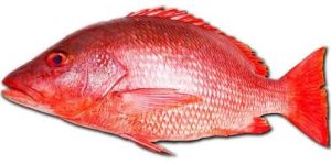 Fresh Red Snapper Fish