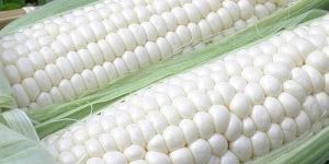 White Corn