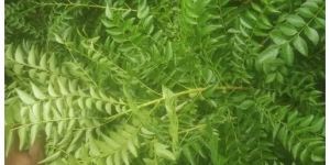 Green Fresh Curry Leaves