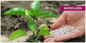 Bio Fertilizer