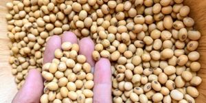 Soyabean