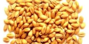 Hybrid Wheat Seeds