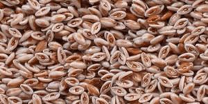 Psyllium Seed