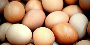 Sonali Breed Hatching Egg