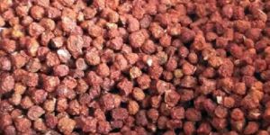 Gloriosa Superba Seeds