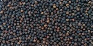 Black Pepper