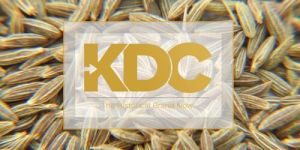 Gulf Quality Cumin Seeds