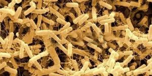 Bacillus Licheniformis