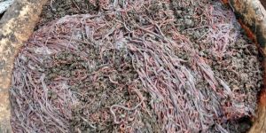 Organic Compost Fertilizer