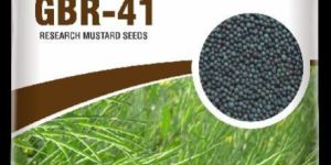GBR-41 Mustard Seeds