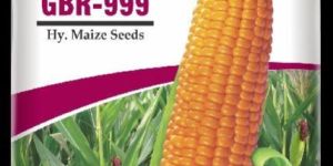 GBR-999 Maize Seeds