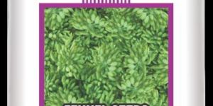 GBR Feny Fennel Seeds