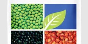 Green Apple Moong Seeds