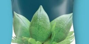 Safed Sona Non BT Hybrid Cotton Seeds