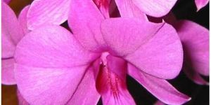 Orchid Flower Plants