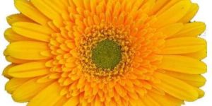Yellow Gerbera Plant