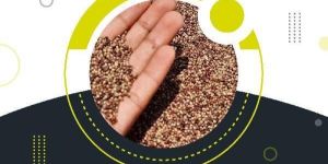 Food Grain Inspection in Ambala