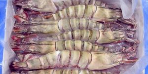 Frozen HOSO Black Tiger Shrimps