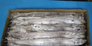 Frozen Ribbonfish
