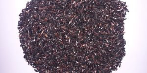 Natural Black Rice
