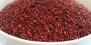 Ragi Millet