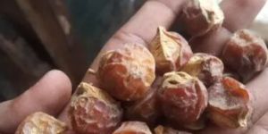 Dry Soapnut