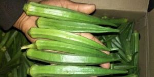 Fresh Vegetables