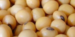 Soyabean Seeds