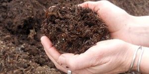 Button Mushroom Compost