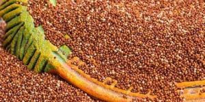 Organic Ragi Millet