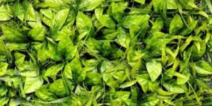 Artificial Wall Plant