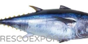 Fresh Fin Tuna Fish