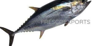Fresh Yellow Fin Tuna Fish