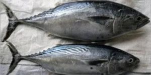 Fresh Tuna Fish