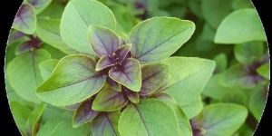 Ocimum Sanctum Basil Oil