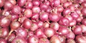 Red Onion