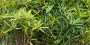 Amrapali Mango Plant