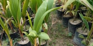Haibaret Coconut Plant (Yellow)
