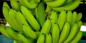 Fresh Green Banana