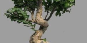 Bonsai Ficus Plant
